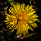 Flowers Among Us