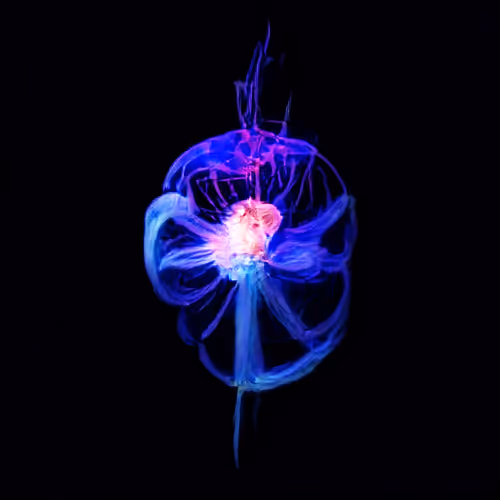 Flowers and Jellyfishes
