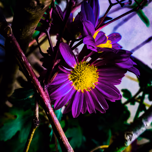 flowers are diamonds of the nature