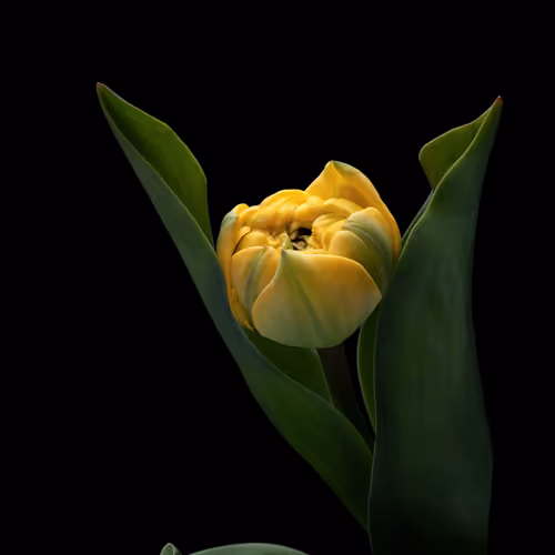 Flowers by Carine Belzon - old