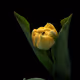 Flowers by Carine Belzon - old