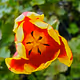 Flowers Collection of Artislamic