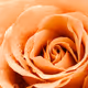 Flowers, For You