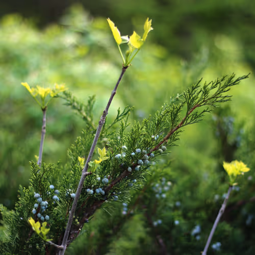 Flowers. Grass. Nature