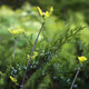 Flowers. Grass. Nature