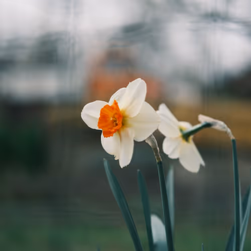 Flowers II