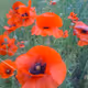 flowers nft