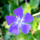 Flowers of Emotion