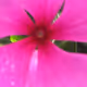 Flowers of Florida