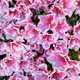 Flowers of the soul