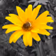Flowers Oil paint - old