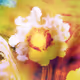Flowers Painting Lover