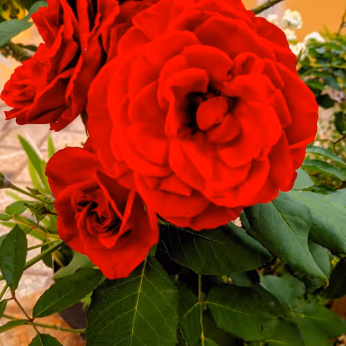 flowers photo mobile