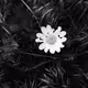 flowers_photography