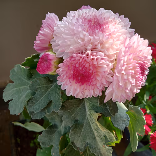 Flowers Pinks NFT limited