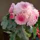 Flowers Pinks NFT limited