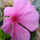 Flowers Purple NFT Limited