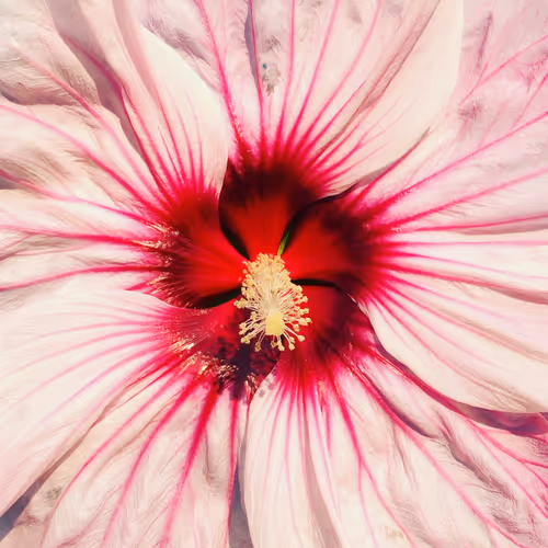 Bountiful Flowers