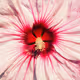 Bountiful Flowers