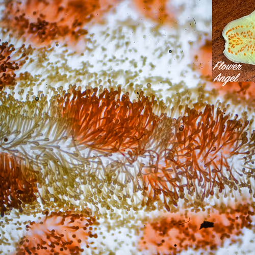 Flowers under microscope