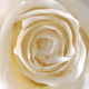 Flower Synchronicity Power