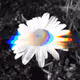 Flower Vibes
