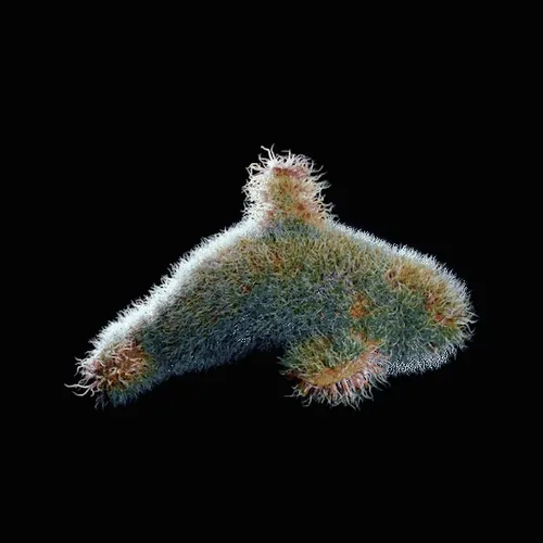 Fluffy Whale
