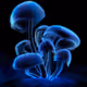 Fluorescence [6] (2000)