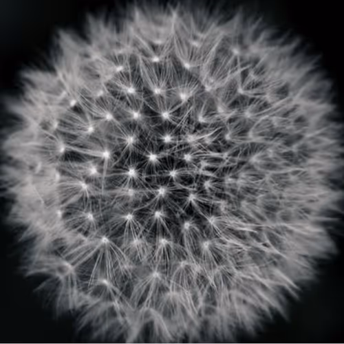 fluorescence of snowflake