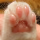 Flurry Paw