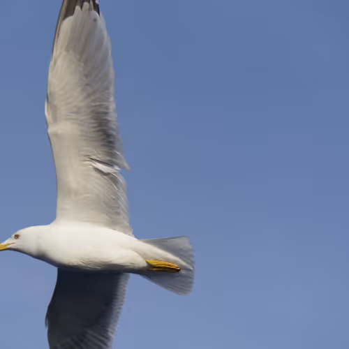 Fly a Letter to the Sky