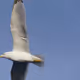 Fly a Letter to the Sky