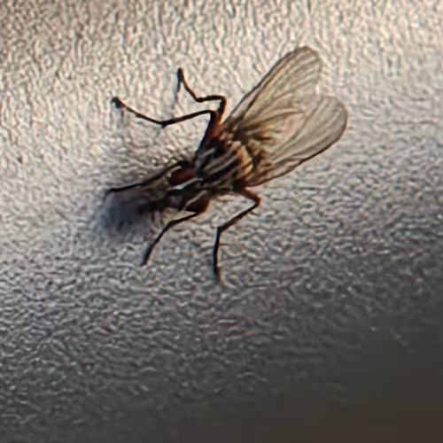 fly - by GreensolutionSimonBre
