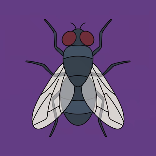 Fly Drawing No. 1
