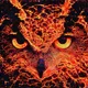 Focused Owls