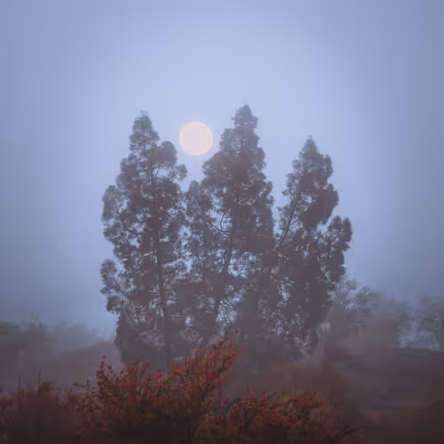foggu trees - old