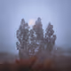 foggu trees - old