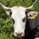 FonTs' Holy Cow - old