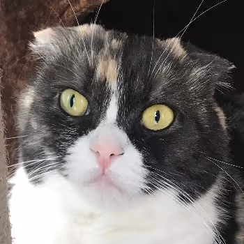 Foo-chan's Collection