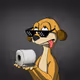 Fool Meerkats