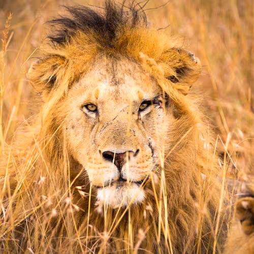 For the Love of Africa