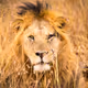 For the Love of Africa