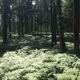 forest lands