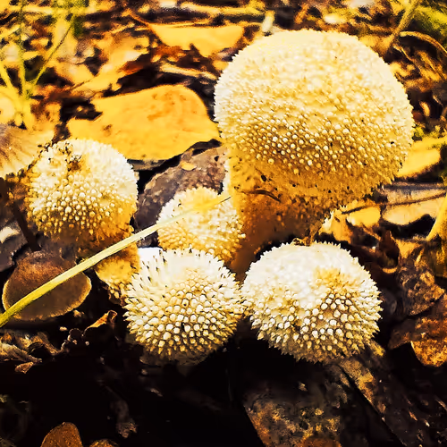 Forest non-FUNGIbles