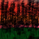 forest sunset