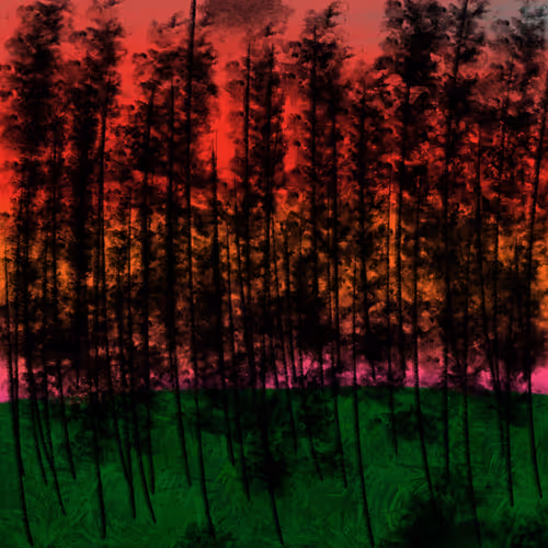 forest sunset