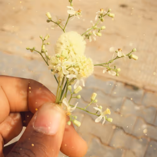 FREEDOM_XO