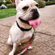 French Bulldog DAO