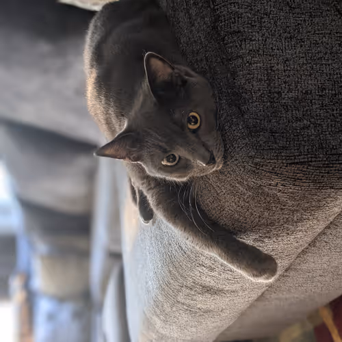 Draw Me Like One of Your French Cats