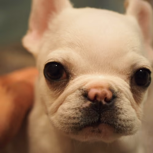 frenchie popp